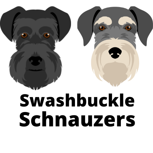 The Schnauzer — Swashbuckle Schnauzers